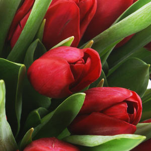 Tulip Hand tied